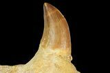 Fossil Mosasaur Jaw Section With Tooth - Morocco #163912-3